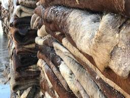 Dry Salted Cow Hides / Raw Salted Cow Hides