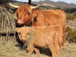 Available cattle