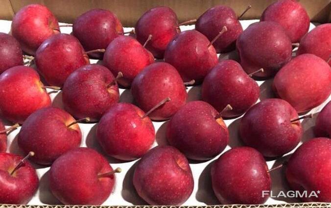 Best apples from Poland wholesale