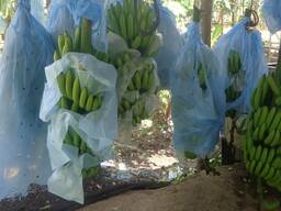 Good Sales Cavendish Banana Green Banana Fresh Cavendish Banana