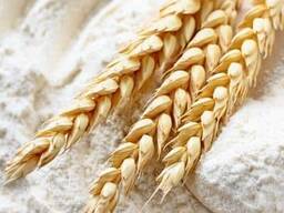 面粉批发，每袋50公斤，每包1公斤