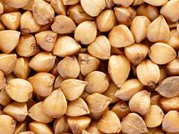 Buckwheat harvest 2024