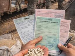 出售红花籽 哈萨克斯坦发运DAP阿拉山口