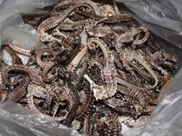 Dried Seahorse