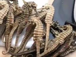 优质干海马出售 Dried Seahorses for Sale