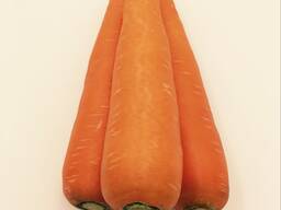 Fresh carrots offer best price