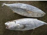 Fresh Frozen Bullet Tuna fish - фото 1
