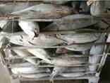 Fresh Frozen Bullet Tuna fish - фото 2