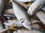 Fresh Frozen Bullet Tuna fish - фото 3