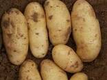 Fresh potato for sale - photo 3