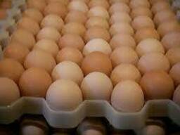 Fresh table eggs