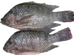 Frozen Black Tilapia