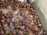 Frozen Passion Fruit - фото 2