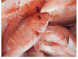 Best Selling Wholesale Fresh Frozen Red Snapper Emperor Fish - фото 2