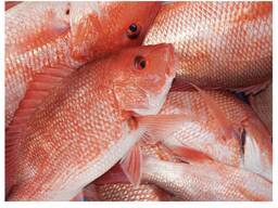 Wholesale Frozen Red and Black Tilapia Snapper Fish IQF Storage 12-Day Shelf Life