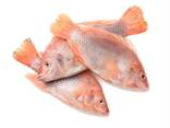 Good Quality Frozen Tilapia Whole with Wholesale | Fresh Catch Tilapia - фото 1