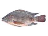 Good Quality Frozen Tilapia Whole with Wholesale | Fresh Catch Tilapia - фото 3