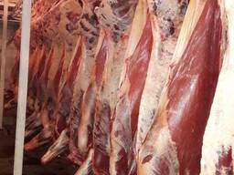 Говядина Телятина Мясо Халяль оптом Украина LLC Mitlife