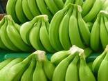 Wholesale Organic Fresh Cavendish Banana Supplier | Reliable Year-Round Export - фото 2