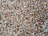 公司出口小麦3、4类。Компания экспортирует пшеницу 3, 4 класса. - фото 1