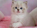 Котята породы рэгдолл - фото 2