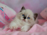 Котята породы рэгдолл - фото 3