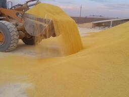 Lump and granul gas sulfur 99,95 - 99.98% produced in Turkmenistan CIF CHINA