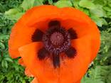 Маки декоративные (семена) - photo 3