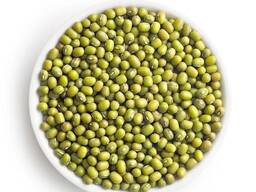 Mung bean