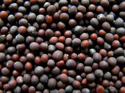 Mustard harvest 2024