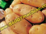 Оборудование для мойки и сушки картофеля - фото 1