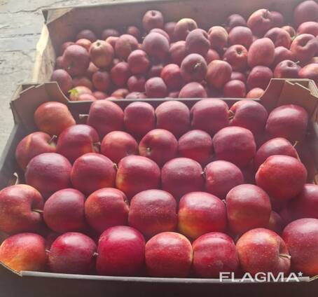 波兰苹果（品种繁多）