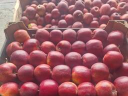 波兰苹果（品种繁多）