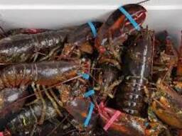 Premium Jasus lalandii Lobster — West Coast Rock Lobster
