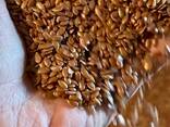 出售亚麻籽（种子）哈萨克斯坦供应DAP阿拉山口 - фото 2
