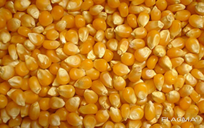 Продажа зерна (кукурузы) від 1000 тонн.