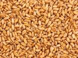 Пшеница, Ячмень - фото 1