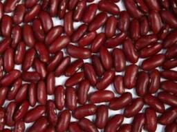 Quality 3D beans from Kyrgyzstan Фасоль