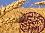 Feed Wheat Ukraine Origin - фото 2