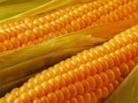 Yellow Corn Ukraine Origin - фото 1