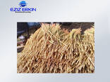 Sorghum for the production of brooms - photo 2