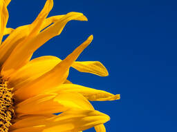 Sunflower oil from Ukraine