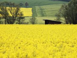Unrefined Rapeseed oil / manufacturer