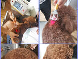 Veterinary Laser Therapy Equipment - фото 3