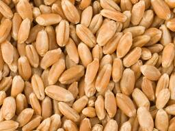 Wheat