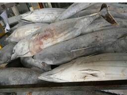 Wholesale good quality Fresh frozen frozen skip jack fish skipjack tuna for sale