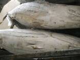 Wholesale good quality Fresh frozen frozen skip jack fish skipjack tuna for sale - фото 1