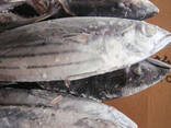 Wholesale good quality Fresh frozen frozen skip jack fish skipjack tuna for sale - фото 2