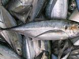 Wholesale good quality Fresh frozen frozen skip jack fish skipjack tuna for sale - фото 3