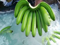 Wholesale Organic Fresh Cavendish Banana Supplier | Reliable Year-Round Export